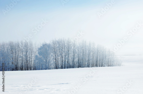 Winter landscape in cold day with frozen trees on horizon