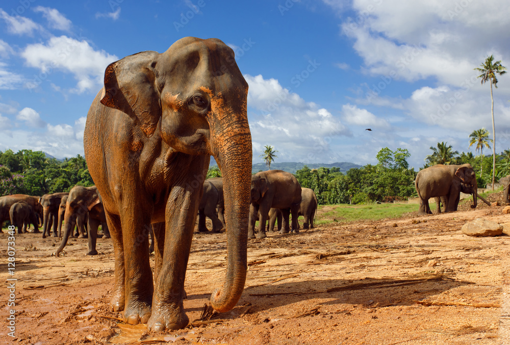 Naklejka premium Herd of elephants in the nature