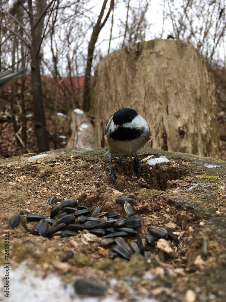 Obraz premium mésange 