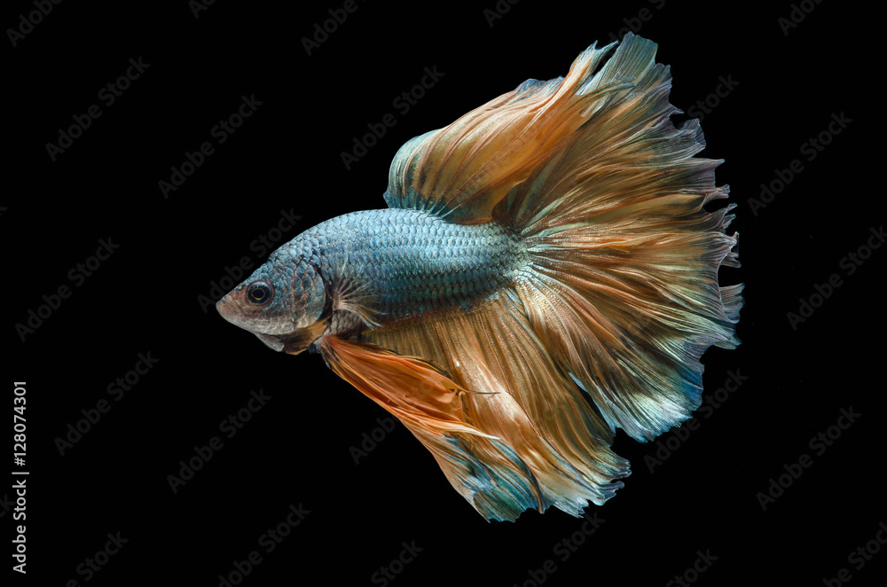 Obraz premium Rhythmic of Betta fish, siamese fighting fish,isolated on black
