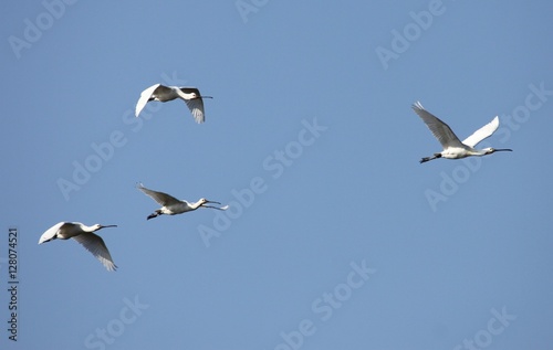 spatule blanche en vol,Platalea leucorodia