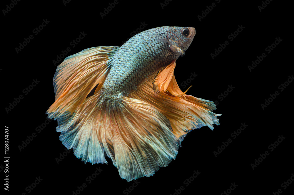 Fototapeta premium Rhythmic of Betta fish, siamese fighting fish,isolated on black