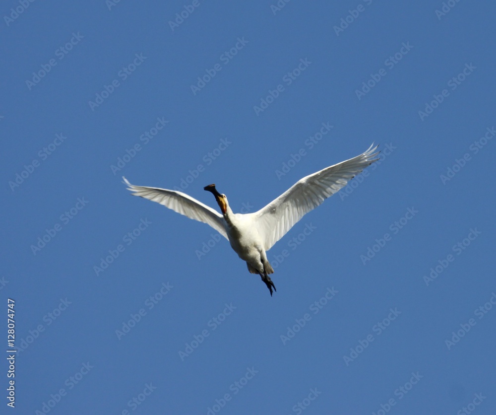 spatule blanche en vol,Platalea leucorodia