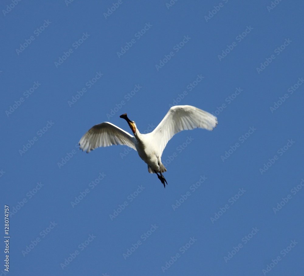spatule blanche en vol,Platalea leucorodia spatule blanche en vol,Platalea leucorodia