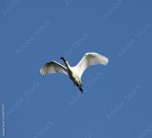 spatule blanche en vol Platalea leucorodia