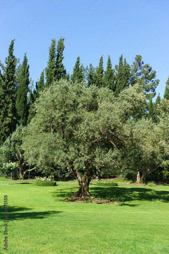Olive tree Park Paradise. Partenit, Crimea