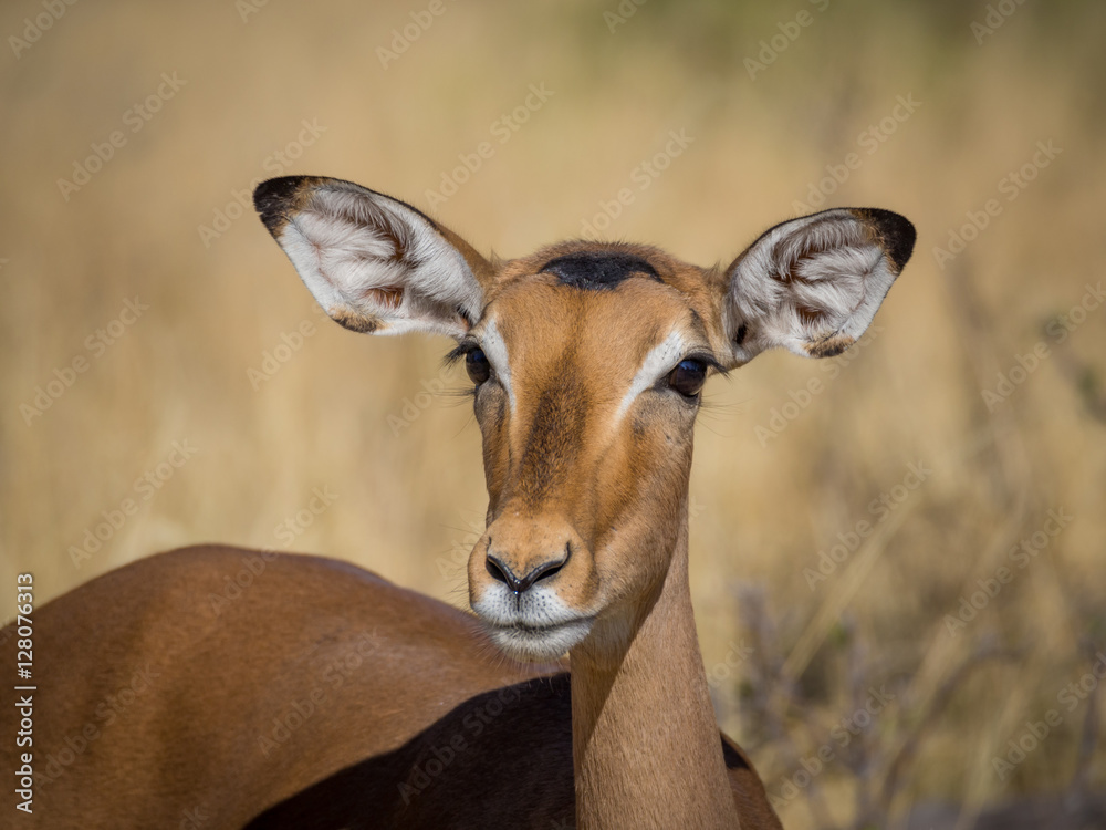 Closeup portrait of beautiful curious impala antelope with big ears and eyes in Moremi National Park, Botswana, Africa