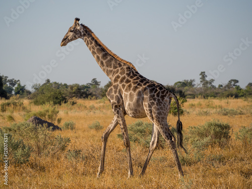 Tall giraffe walking gracefully through dry yellow savannah scenery  Moremi National Park  Botswana