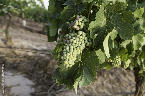 Grape picking field