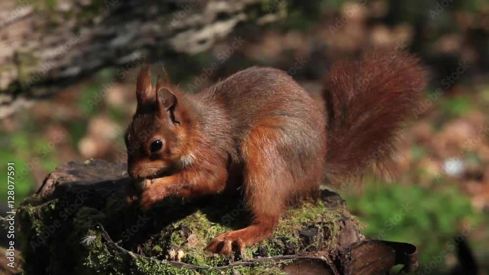 Red Squirrel, sciurus vulgaris, Adult looking for Hazelnut in Tree Stump, Normandy in France, Real Time Red Squirrel, sciurus vulgaris, Adult looking for Hazelnut in Tree Stump, Normandy in France, Real Time