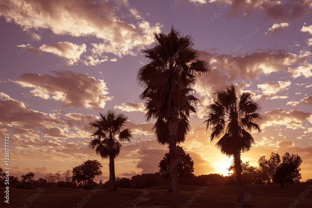 Ocala Florida USA - October 2016 - Palm trees with the sun going down through a cloudy sky