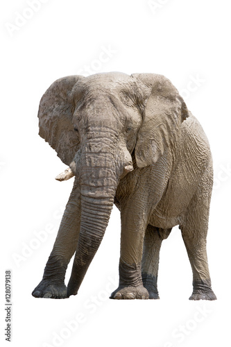 African desert Elephant isolated on white background