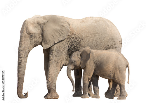 African desert Elephant Family Cow and Younger isolated on white