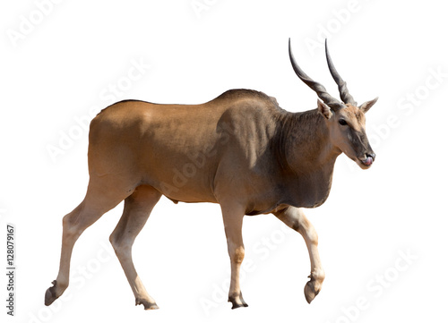 full body portrait of a standing eland, isolated on white backgr photo