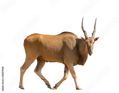 full body portrait of a standing eland, isolated on white backgr photo