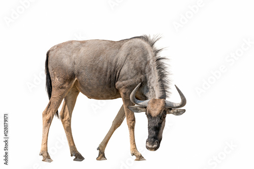 Blue Wildebeest (Brindled Gnu) isolated on white background