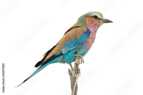 lilac breasted roller sitting on a branch, isolated on white bac
