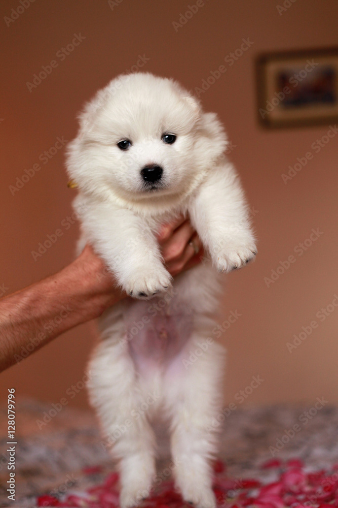 white puppy in hand