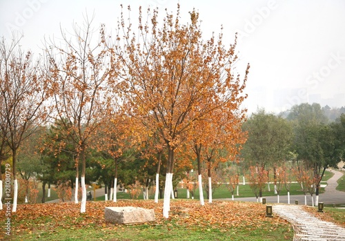  The beautiful park in Daming Palace , Xian China photo