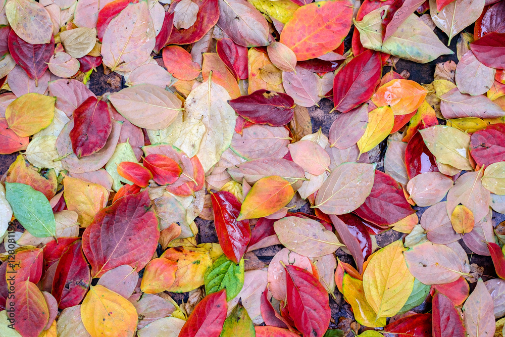 Wet Fall persimmon carpet of leaves