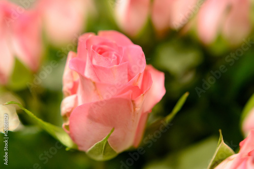 Valentinstag rosa Rose Geschenk Gl  ckwunsch