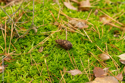 small pine cone on moss