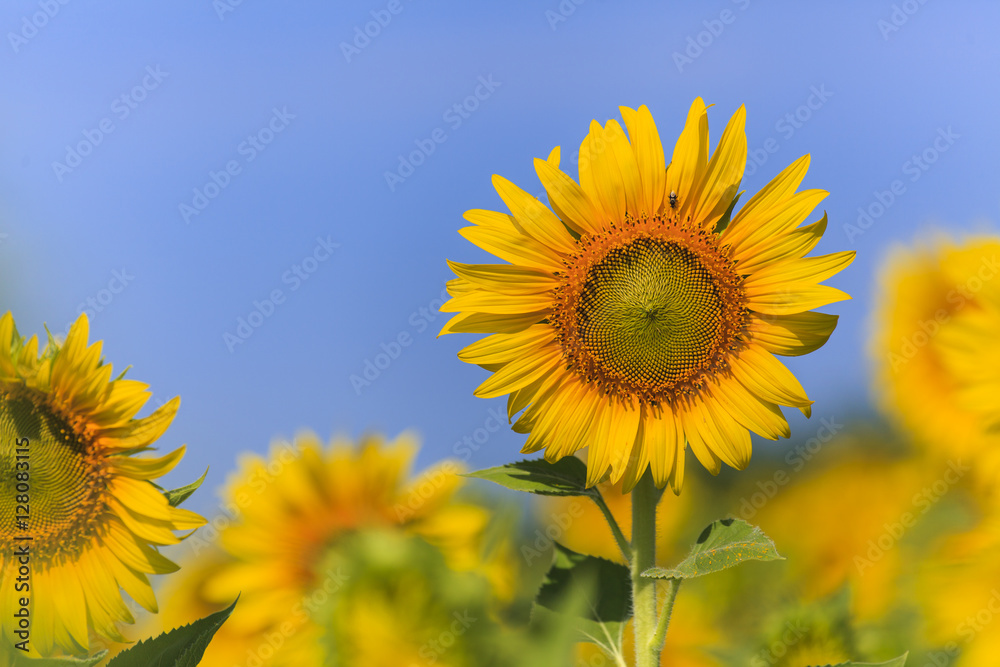 Beautiful sunflower field on blue sky