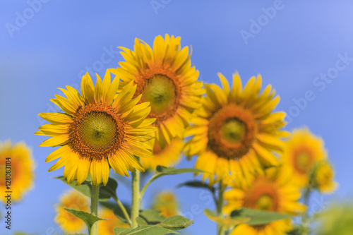 Beautiful sunflower field on blue sky © Naypong Studio