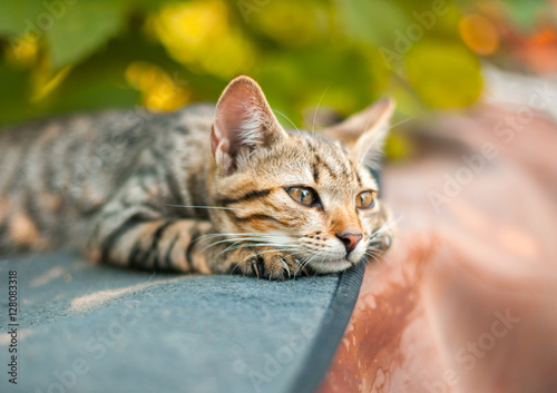 Cute kitten relaxing in the garden