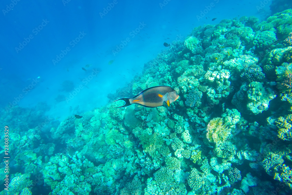 Naklejka premium red sea underwater coral reef