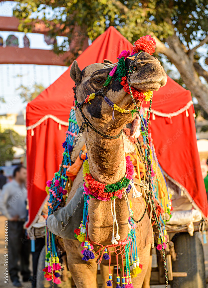 Decorated camel at Pushkar Fair