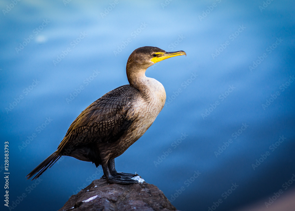 Fototapeta premium Waterfowl