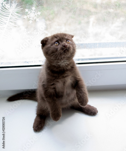 Kitten Scottish Fold Chocolate Brown Stock Photo Adobe Stock