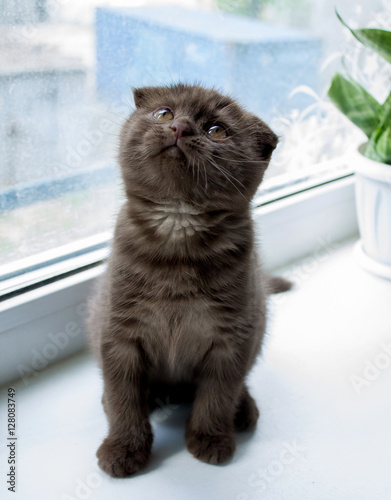 Kitten Scottish Fold Chocolate Brown Stock Photo Adobe Stock