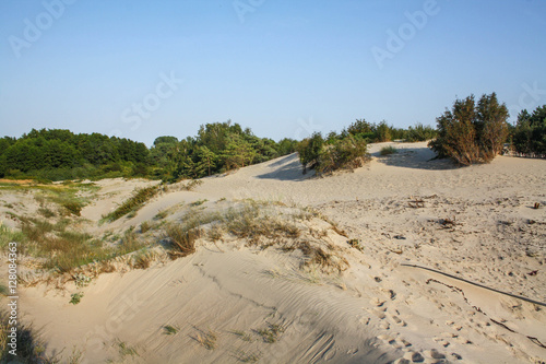 Beautiful white sand dune and tree over Baltic sea in the summer  landscape
