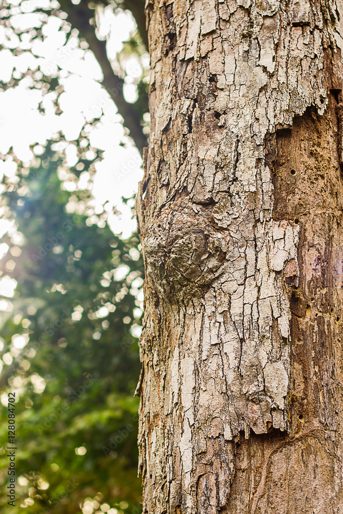 Obraz premium bark of tree