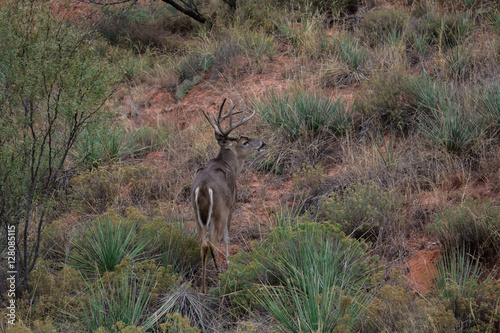 Palo Duro Canyon