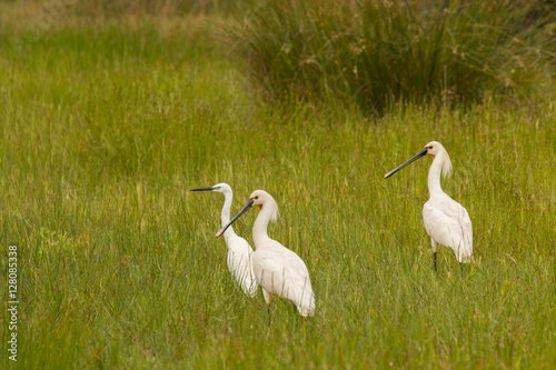 Three pretty white herons walking on the grass