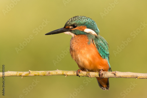 Kingfisher perched on a branch © Gelpi