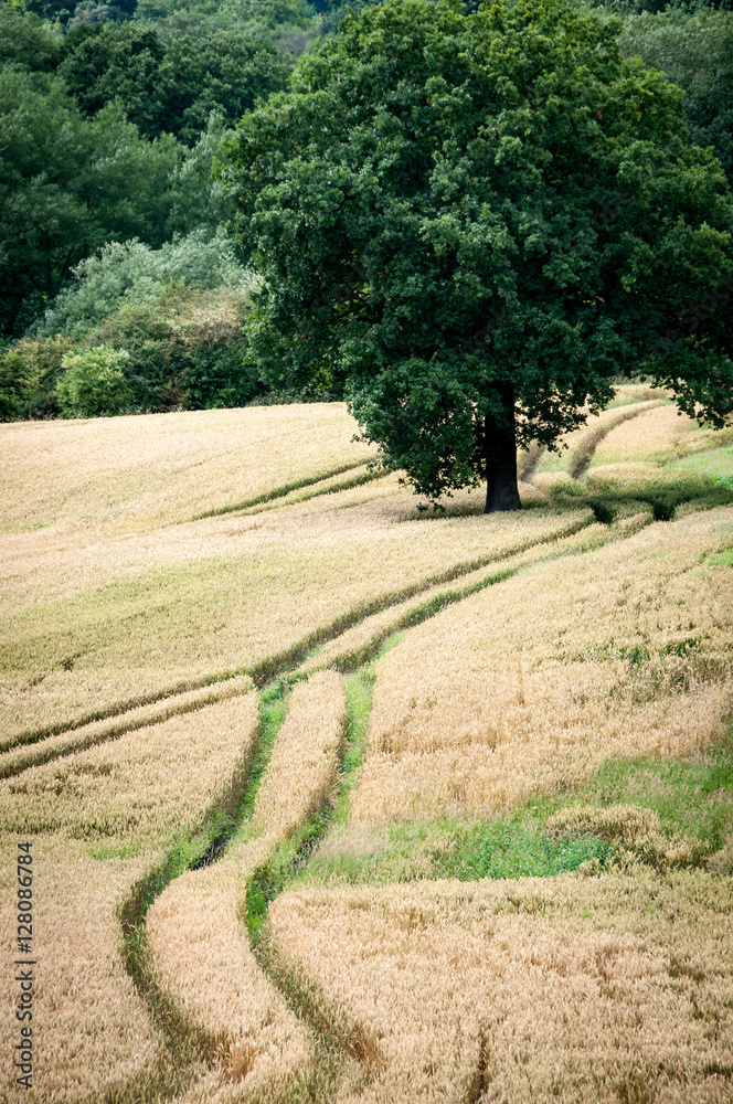 Trails in the grass, Cheshire countryside, UK