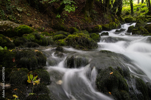 Fototapeta Naklejka Na Ścianę i Meble -  stream in the forest