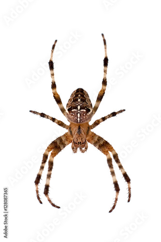 Spider isolated on white background