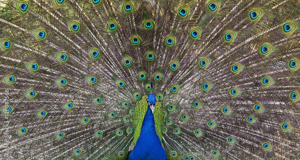 Fototapeta premium tavus kuşu