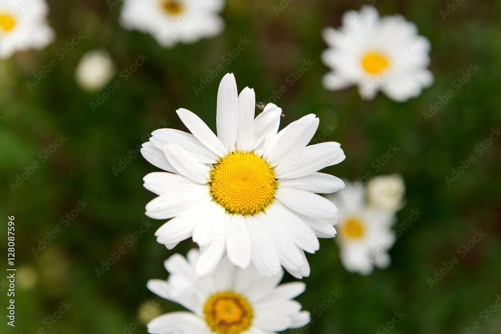 Flowering Meadow daisies. Medical fee. Useful properties of chamomile. Flowering Meadow daisies. Medical fee. Useful properties of chamomile.