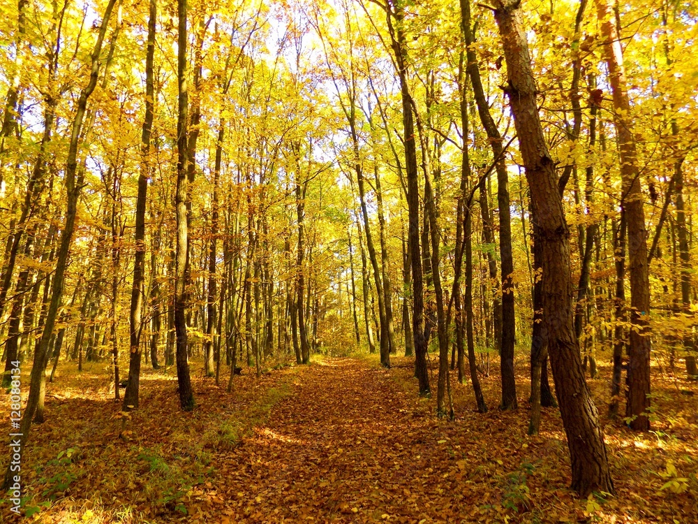 Road in deciduous forest during autumn in wild nature, colorful leaves on trees