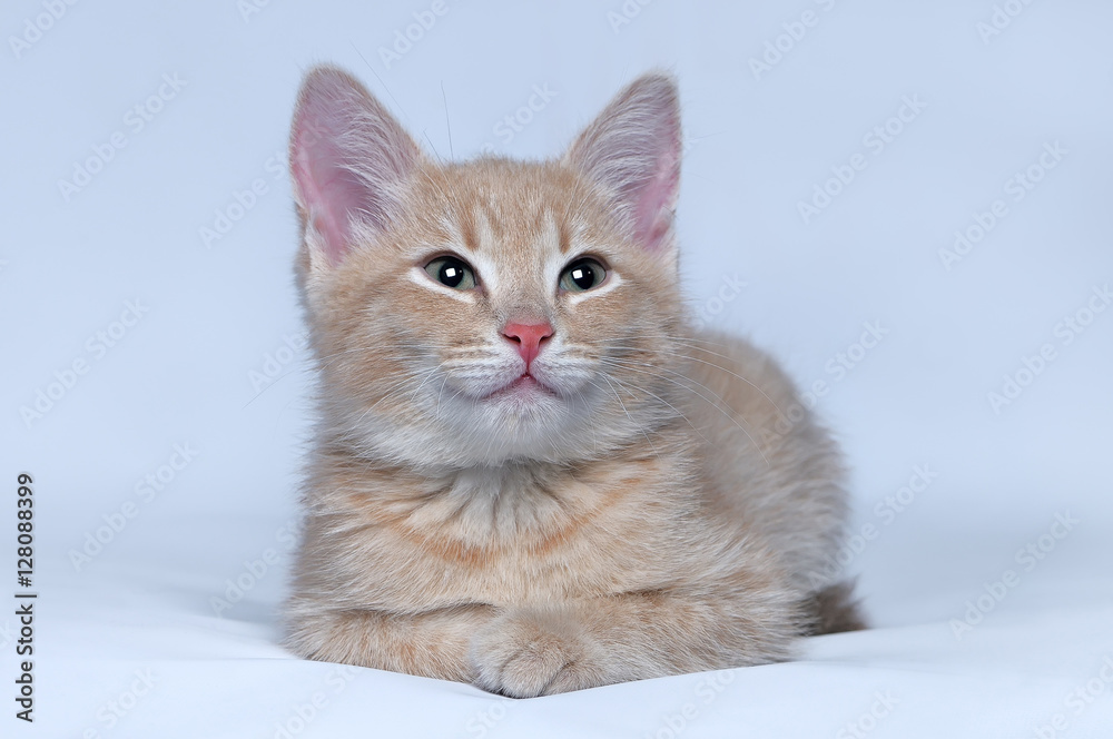 Red kitten on a gray background