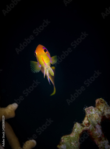 An anthias in the Red Sea poses for the camera