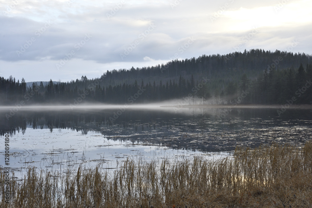 View over a lake with fog and reflections from forest and sky and seaweed in foreground, picture from the North of Sweden.