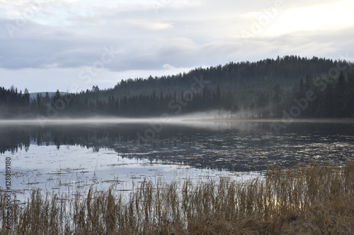 View over a lake with fog and reflections from forest and sky and seaweed in foreground, picture from the North of Sweden.