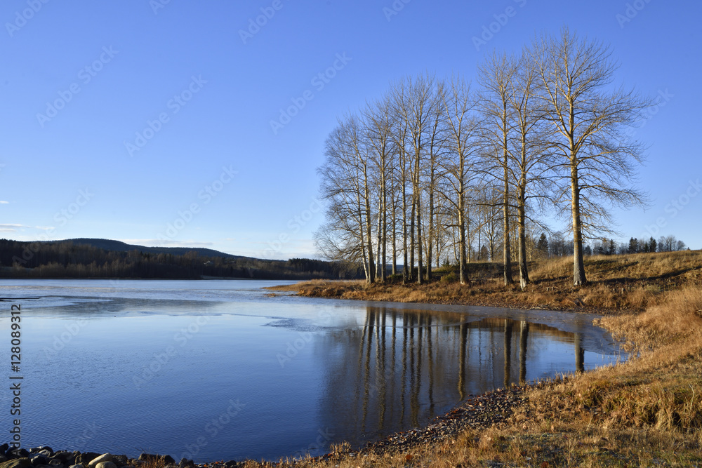 View over calm water in a lake with little thin ice  blue sky and some tree standing near the shore, picture from the North of Sweden.
